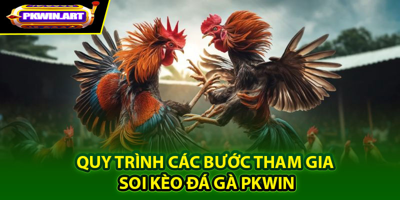 Quy trình các bước tham gia soi kèo đá gà Pkwin